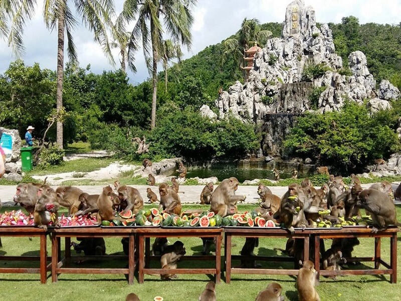 Lể hội trái cây tại đảo khỉ