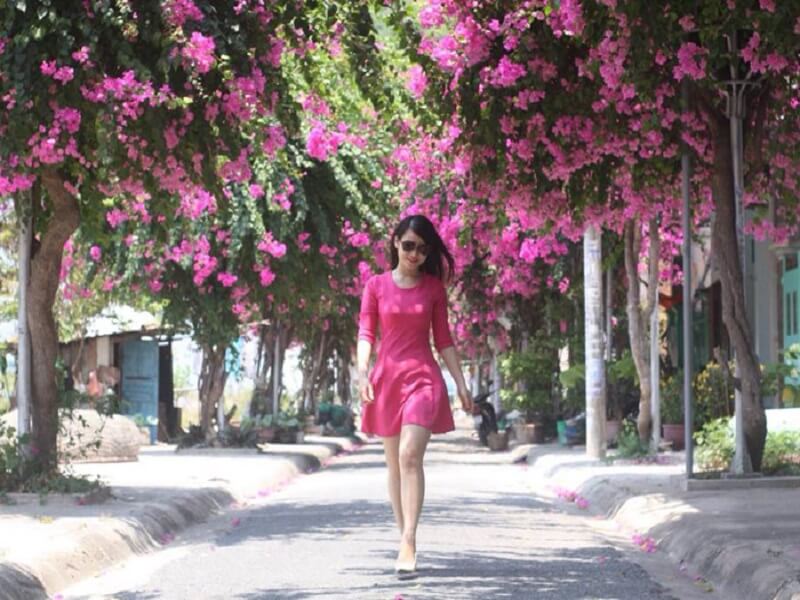 Con đường hoa hồng giấy rực rỡ tại Cảng Hòn Rớ