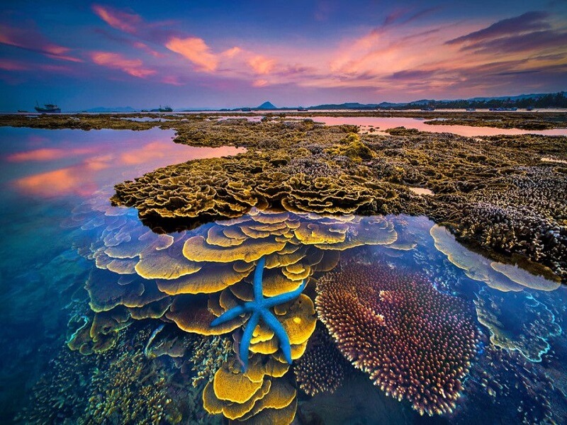 Những rặng san hô đủ màu sắc huyền ảo tại Hòn Yến