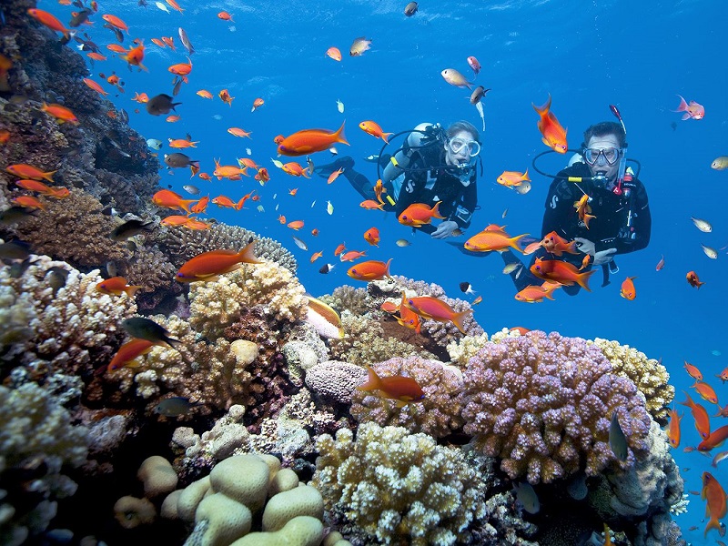 Lặn san hô Quy Nhơn là trải nghiệm du lịch hấp dẫn