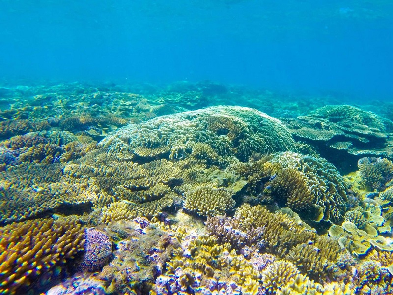 Nên lặn san hô Quy Nhơn từ tháng 2 đến tháng 8 hàng năm